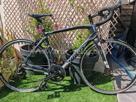 Wilier triestina gtr team