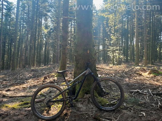 VTT Polygon Siskiu T8 taille M - 3