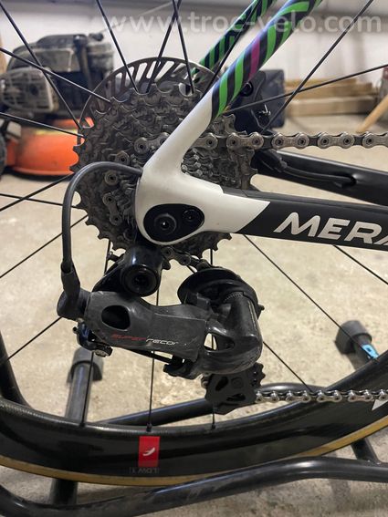 De rosa Merak  - 10