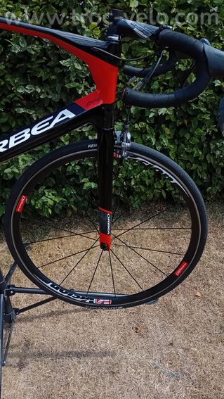 Orbea orca  - 11