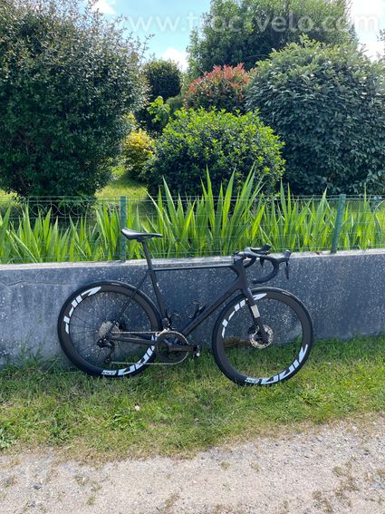 Orbea orca  - 4