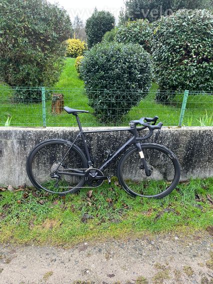 Orbea orca  - 5