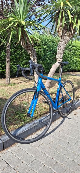 Giant contend 1
