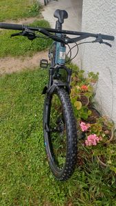 VTT MARIN MOUNTAIN PINE 1  - 1